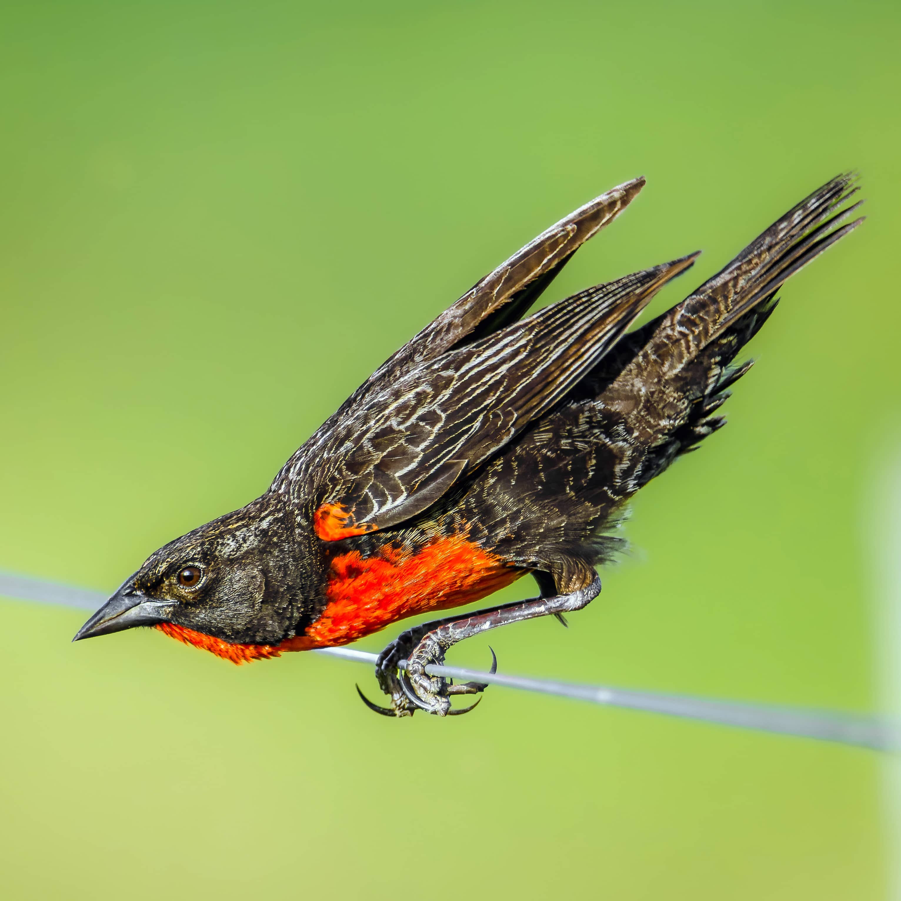 Red-breasted